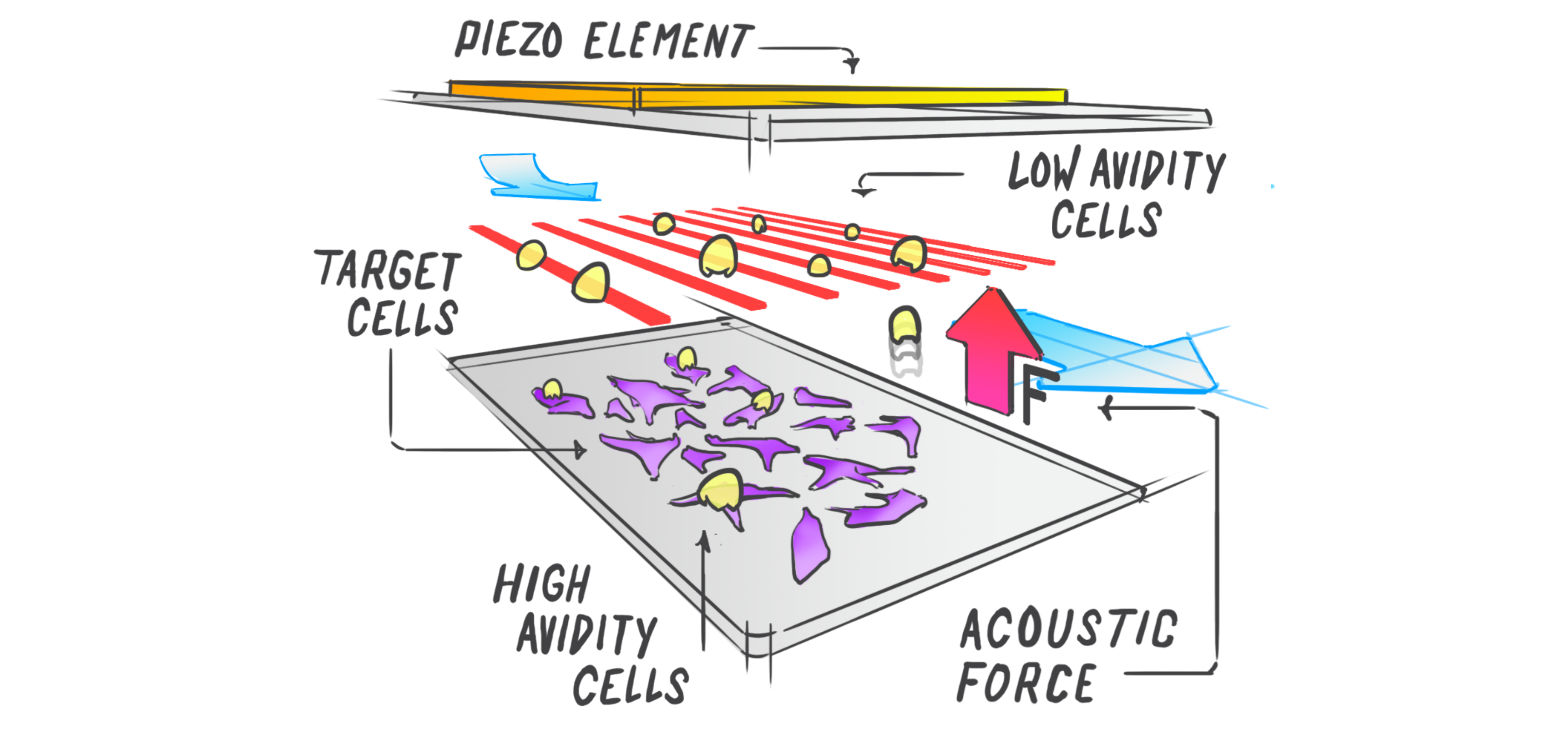 High-Throughput Label-free Cell Interaction Studies