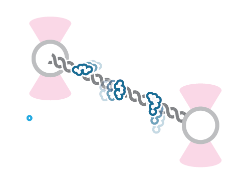 Schematic Optical Tweezers DNA Protein Interactions