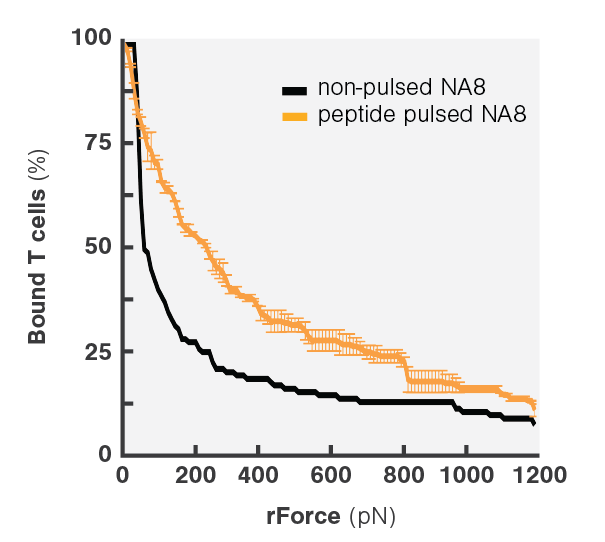 Avidity Curve Na8 Peptide Pulsing WT