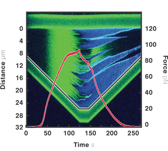 C Trap DNA Replication Confocal 1