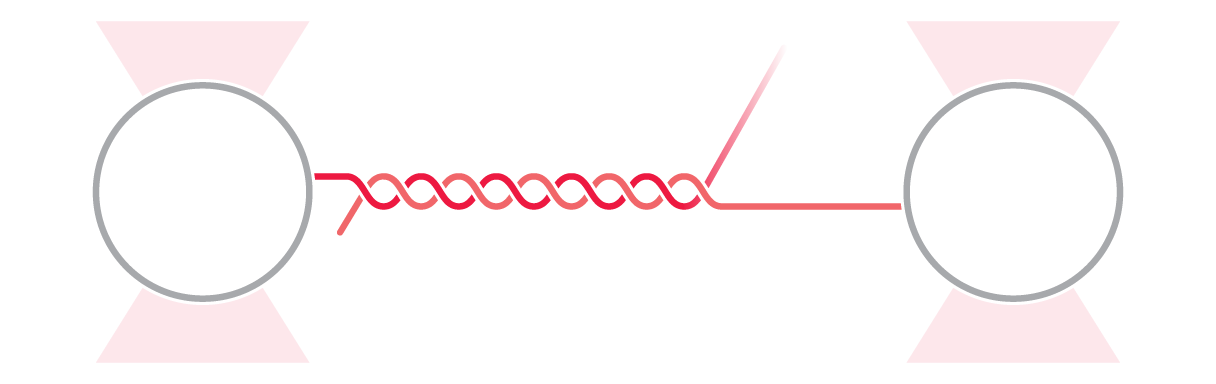 C-Trap RNA Mechanics