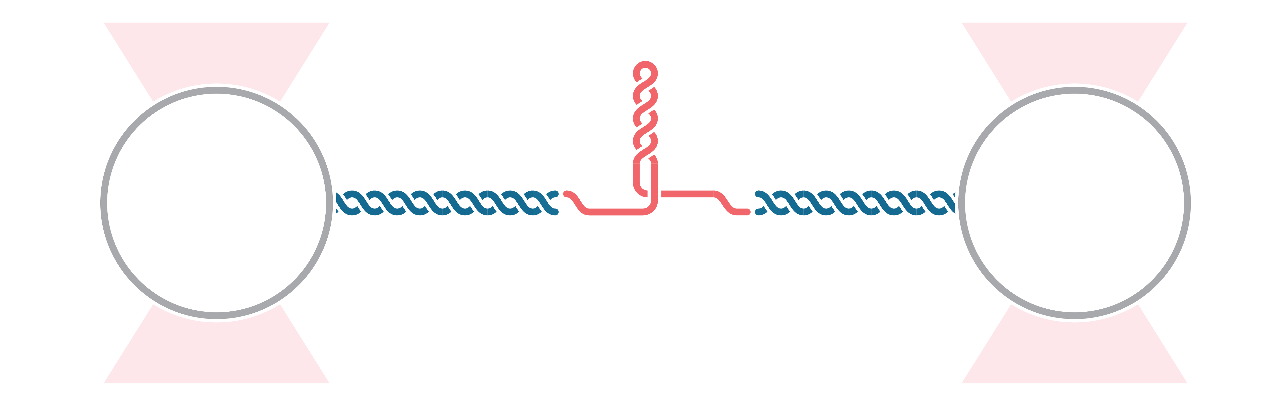 C-Trap RNA dynamics