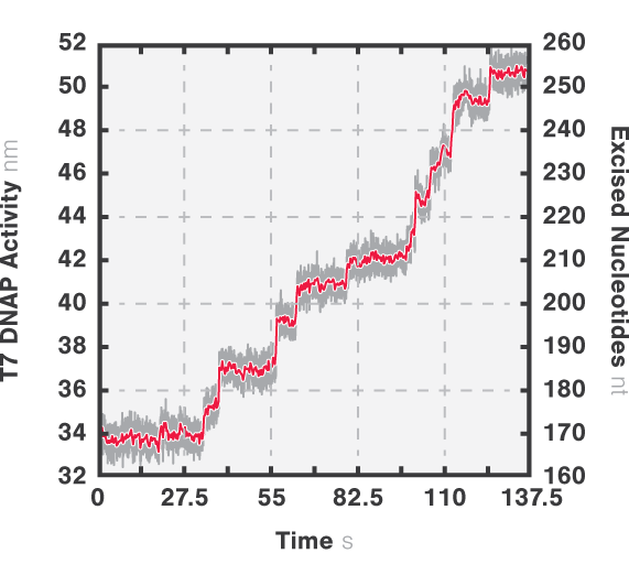 C Trap T7 Polymerase