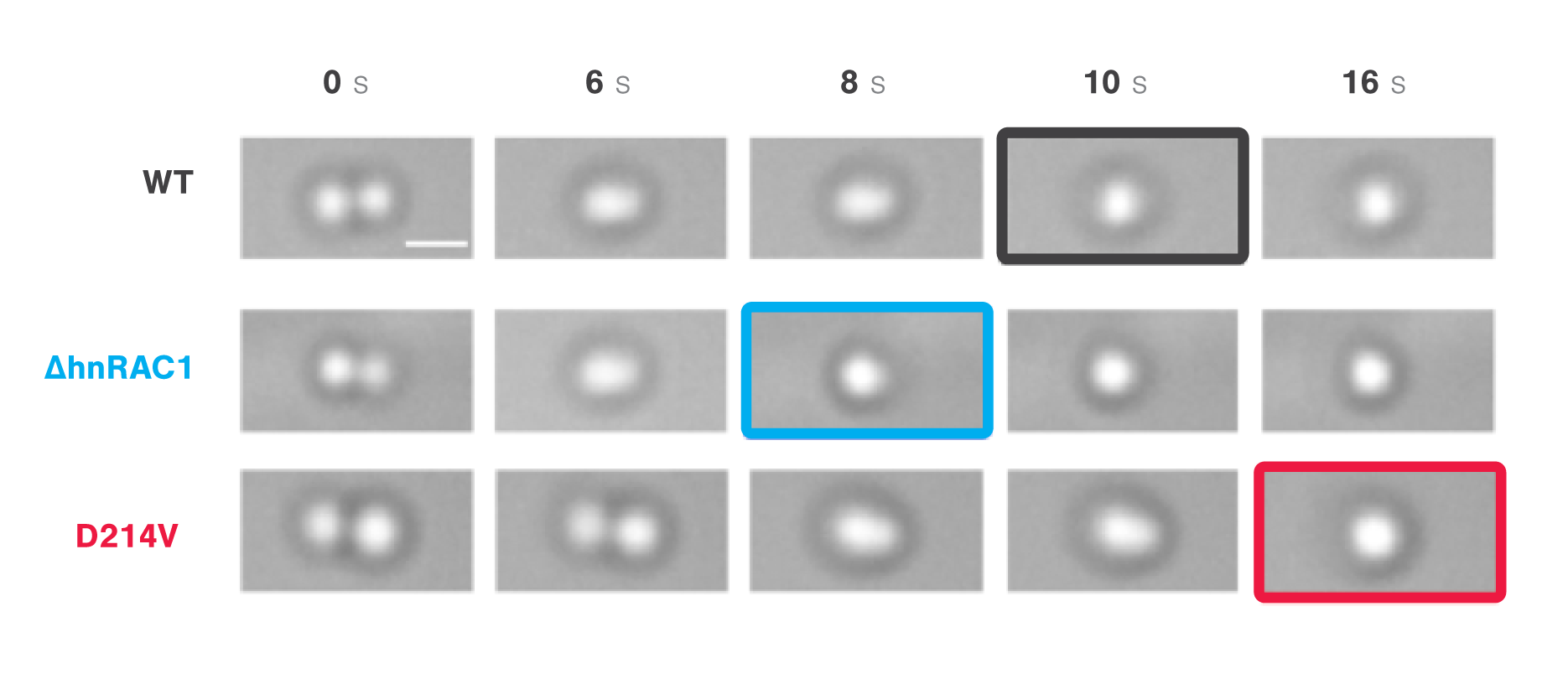 Timelapse images comparing the times to relaxation of protein droplets consisting of wild types during optical tweezer induced droplet fusion v2